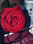 带露水的玫瑰花