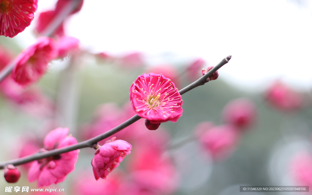 梅花