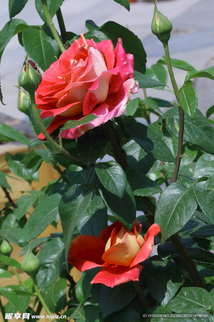 月季花 