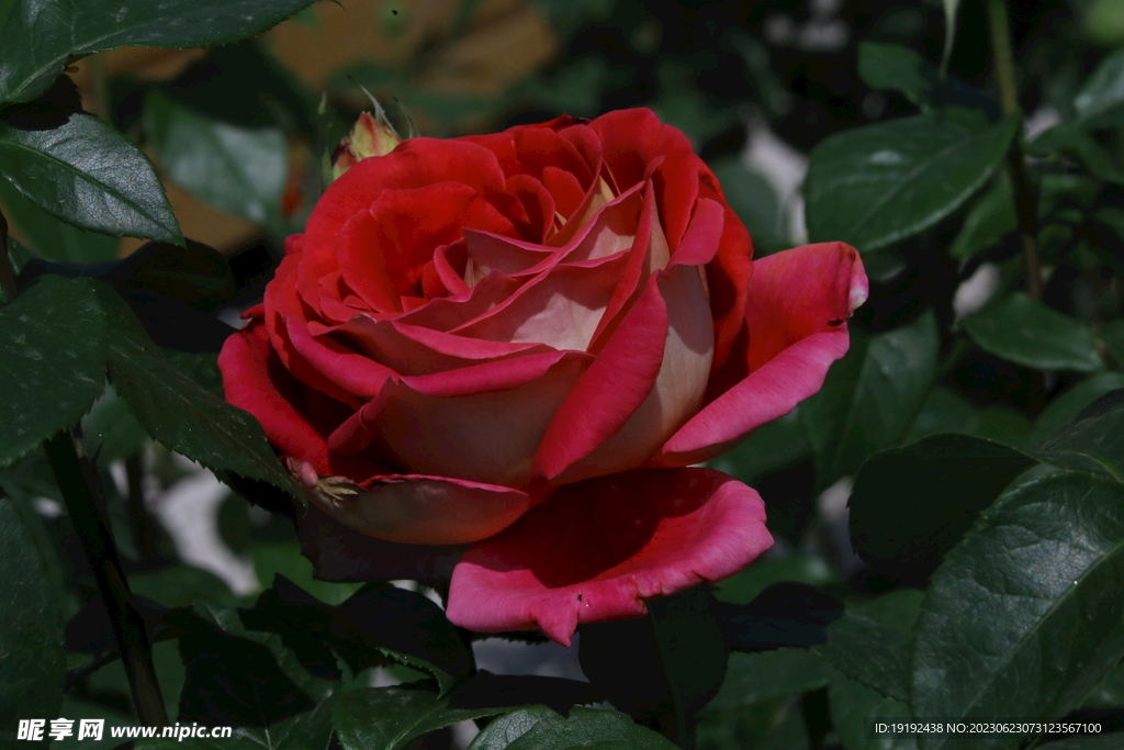 月季花 