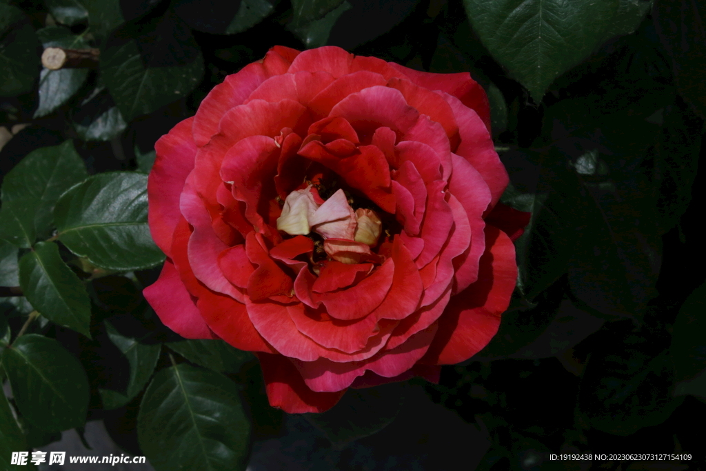 月季花 