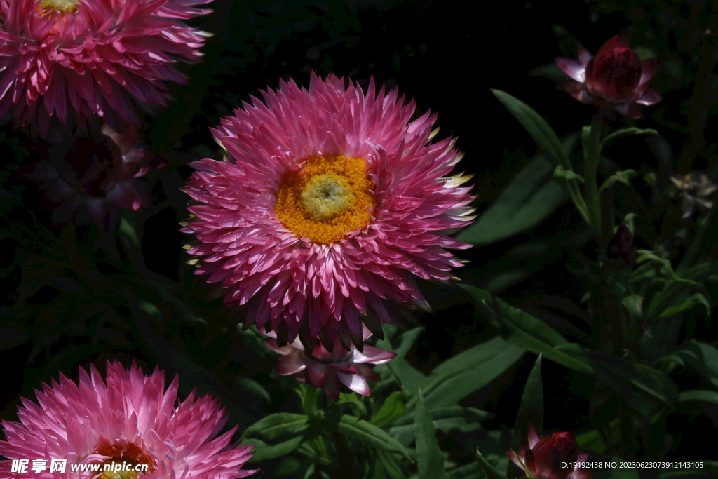 蜡菊