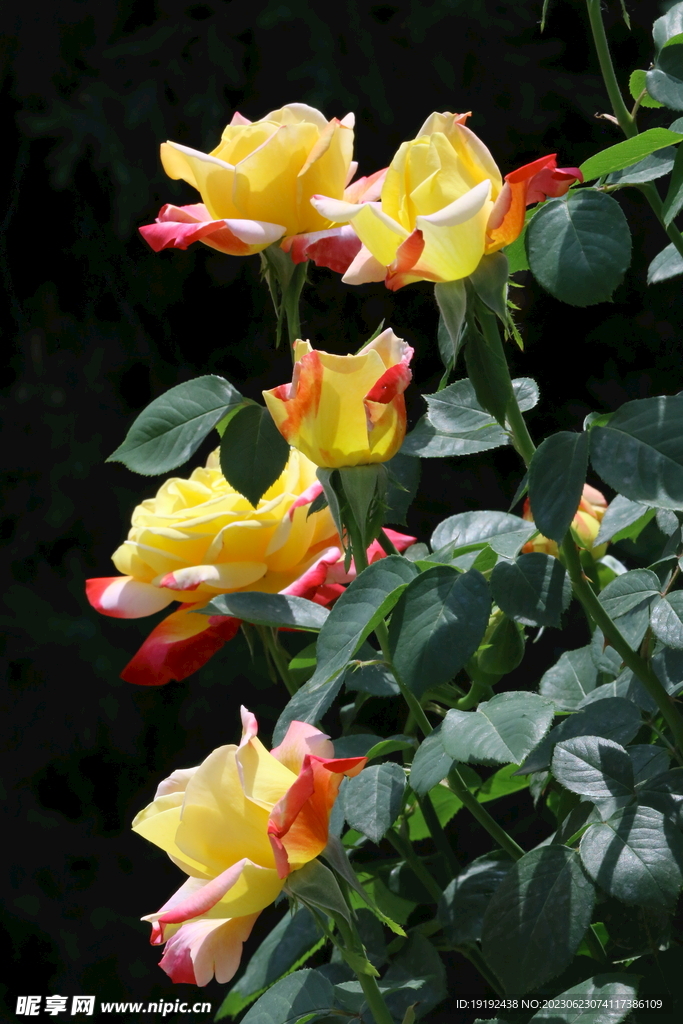 月季花