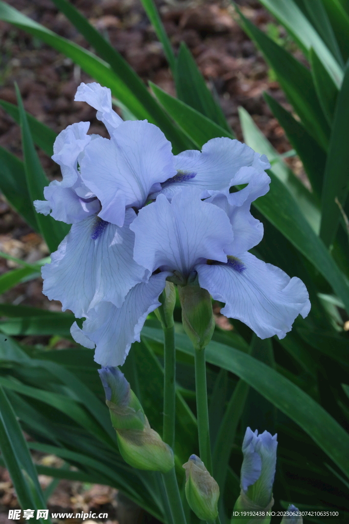 鸢尾花