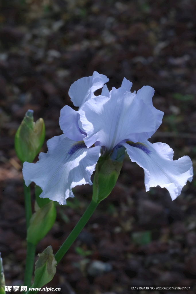 鸢尾花