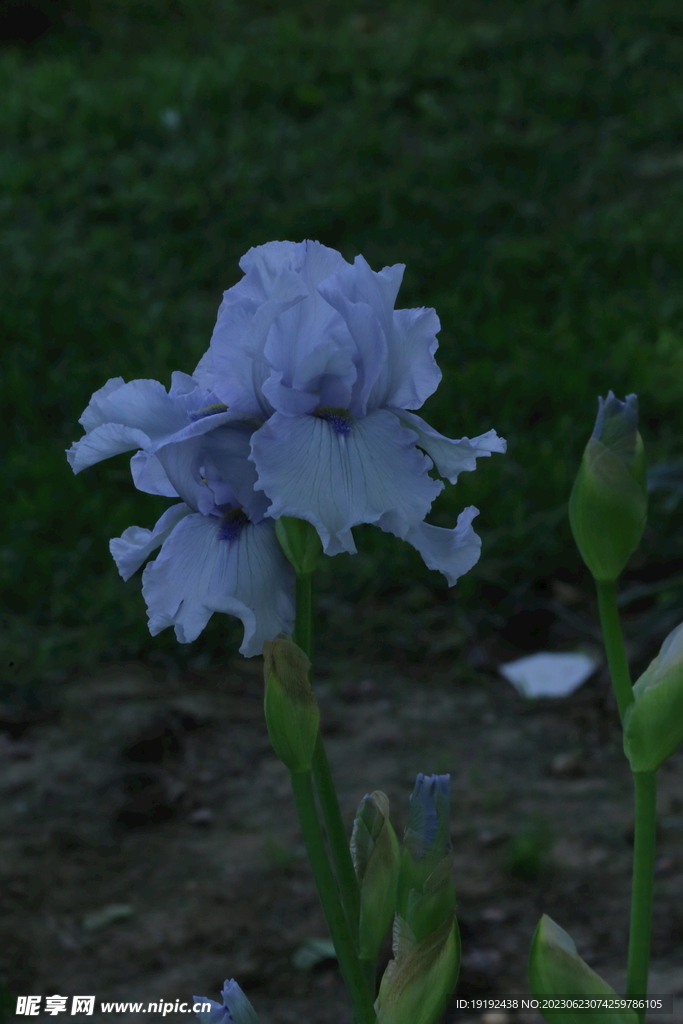 鸢尾花 