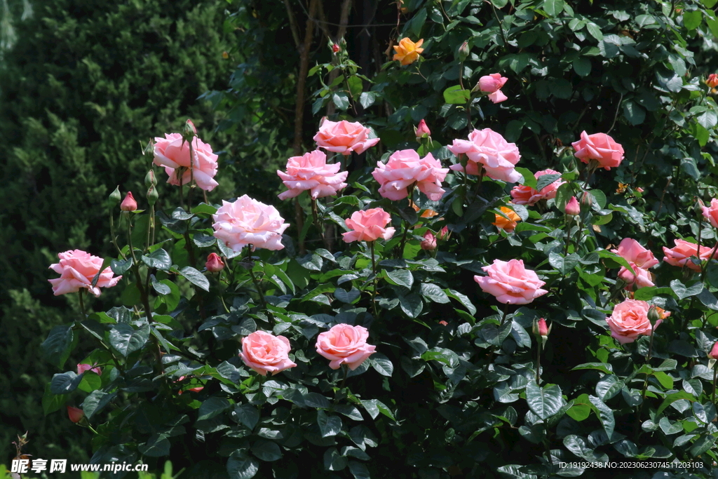 月季花