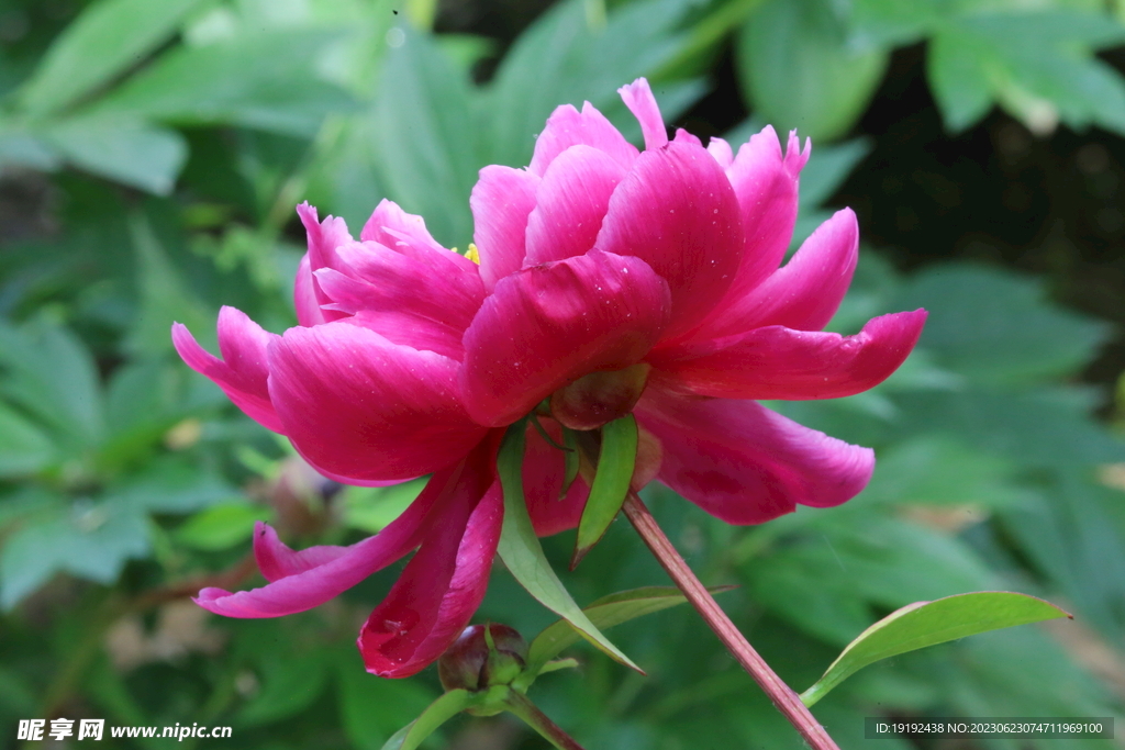 芍药花