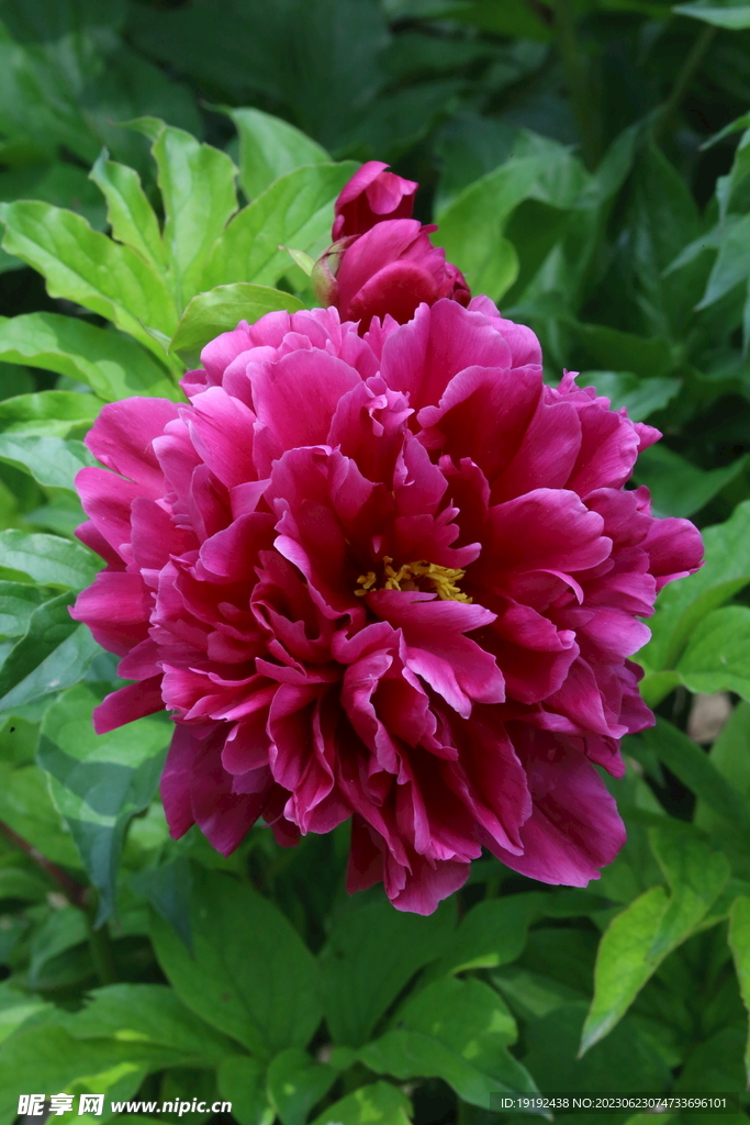 芍药花 