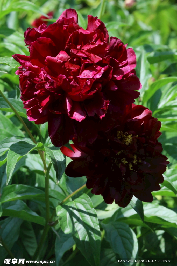 芍药花 