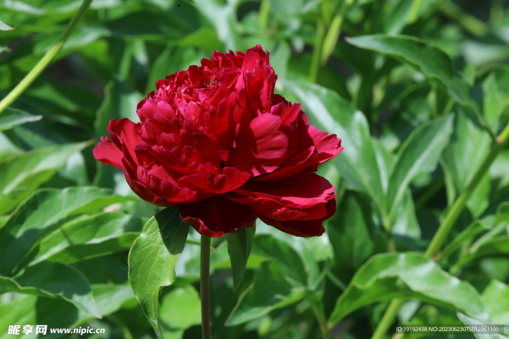 芍药花