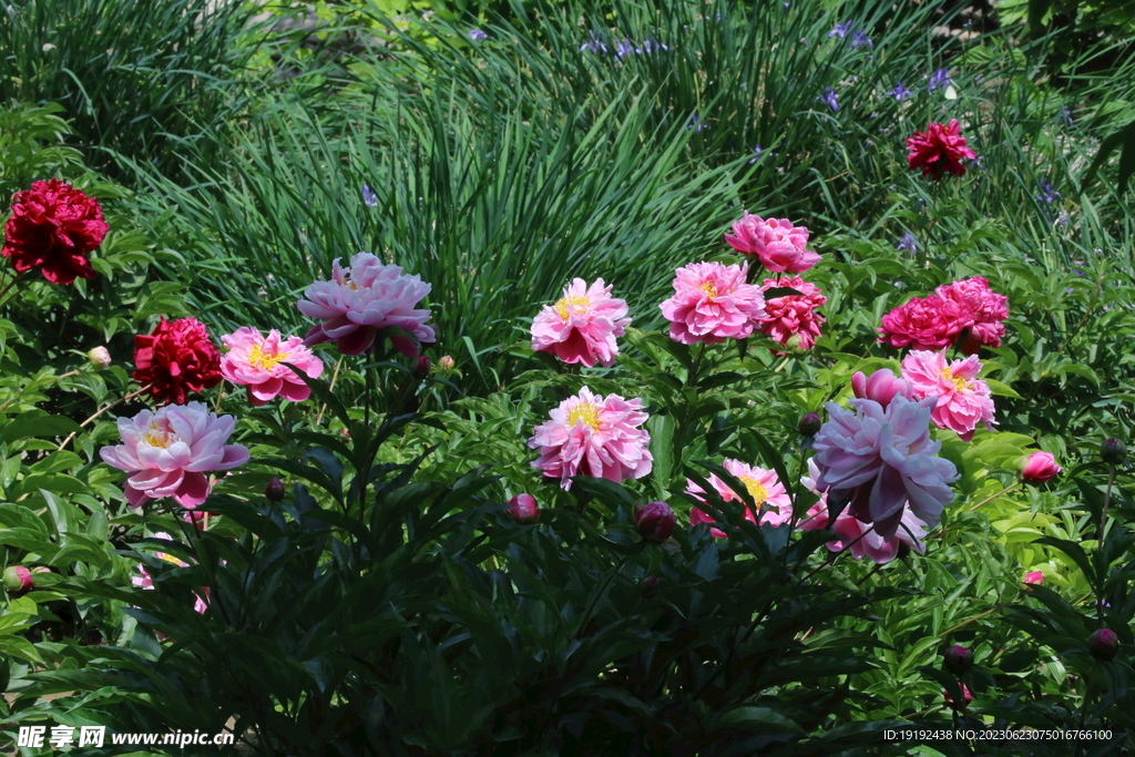 芍药花
