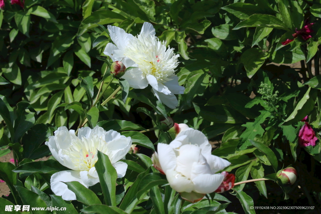 芍药花