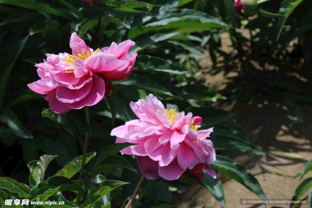芍药花