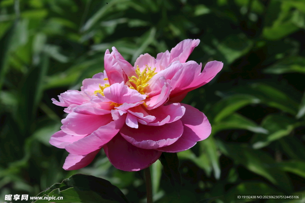 芍药花 