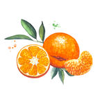 卡通橘子
