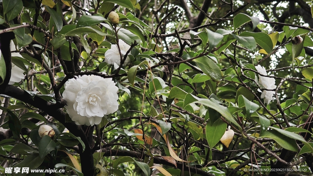 一朵白色山茶花