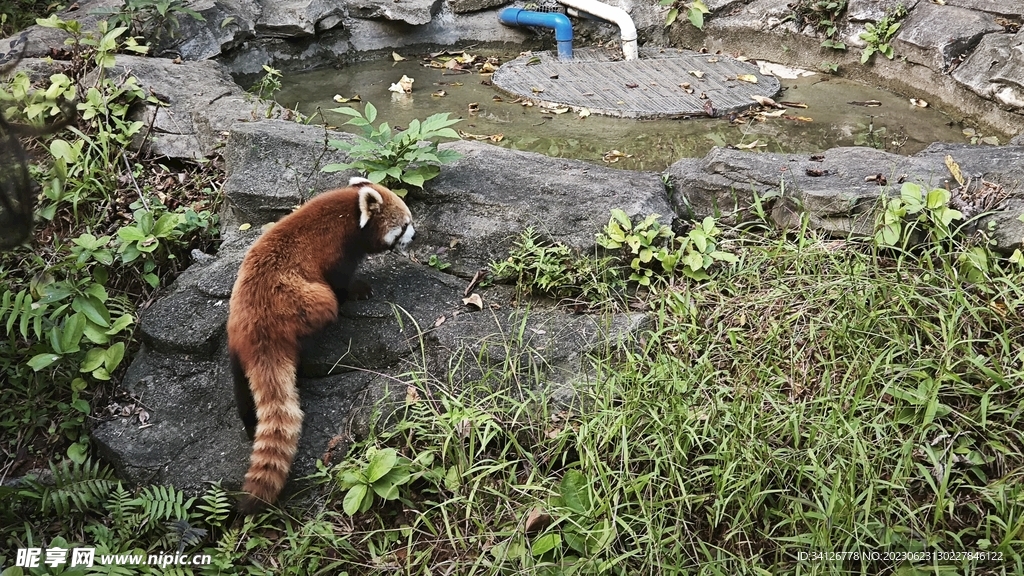 小浣熊