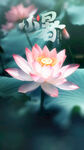 小暑节气