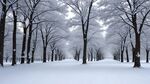 冰天雪树