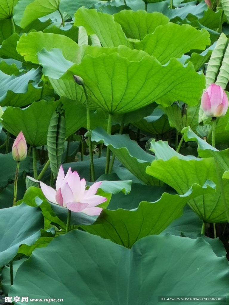 荷花 
