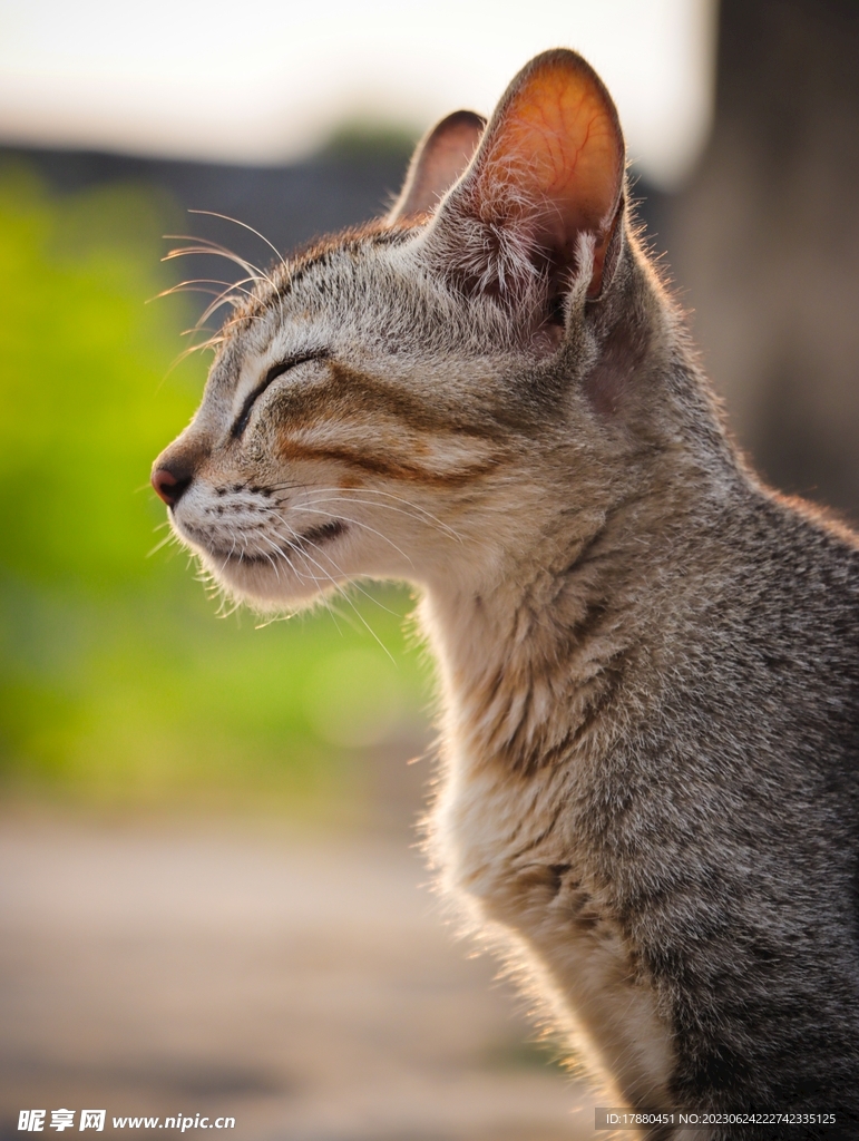 猫