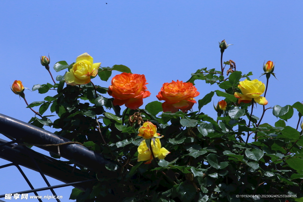 月季花