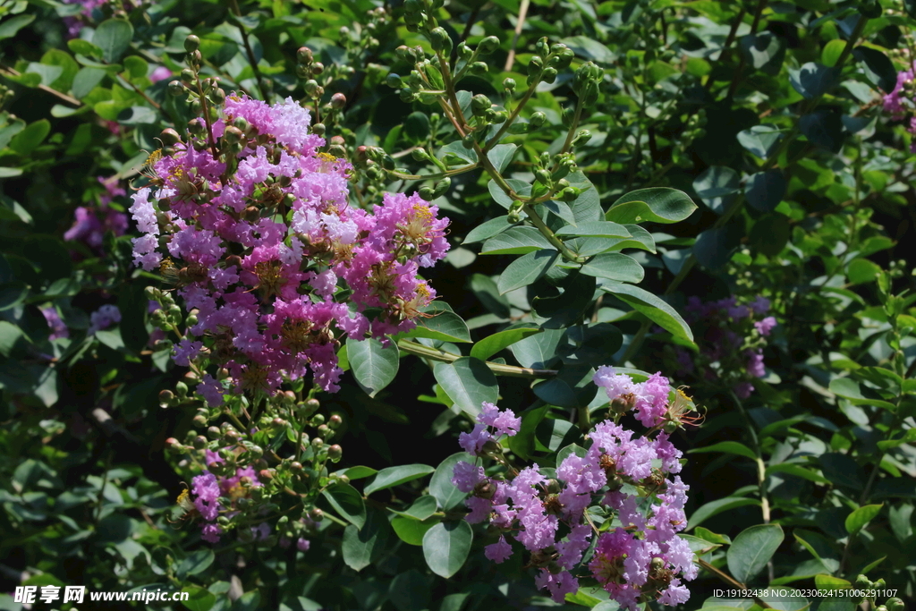 紫薇花