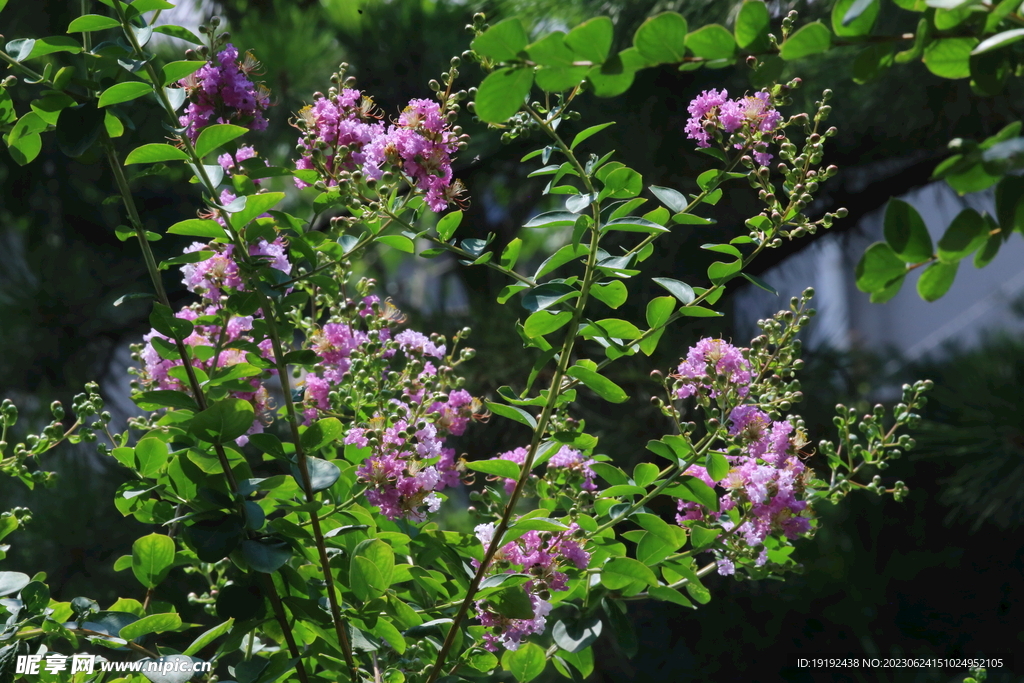 紫薇花