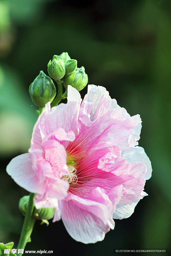 芙蓉花开