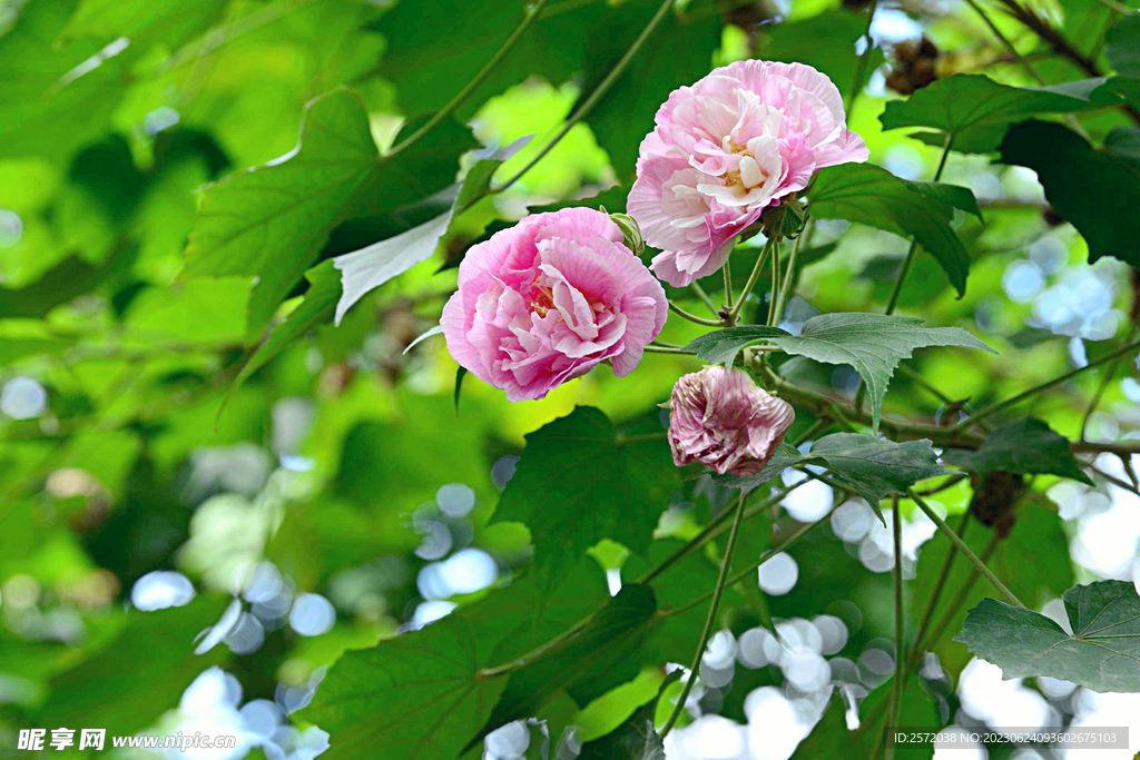 芙蓉花开