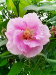 芙蓉花开