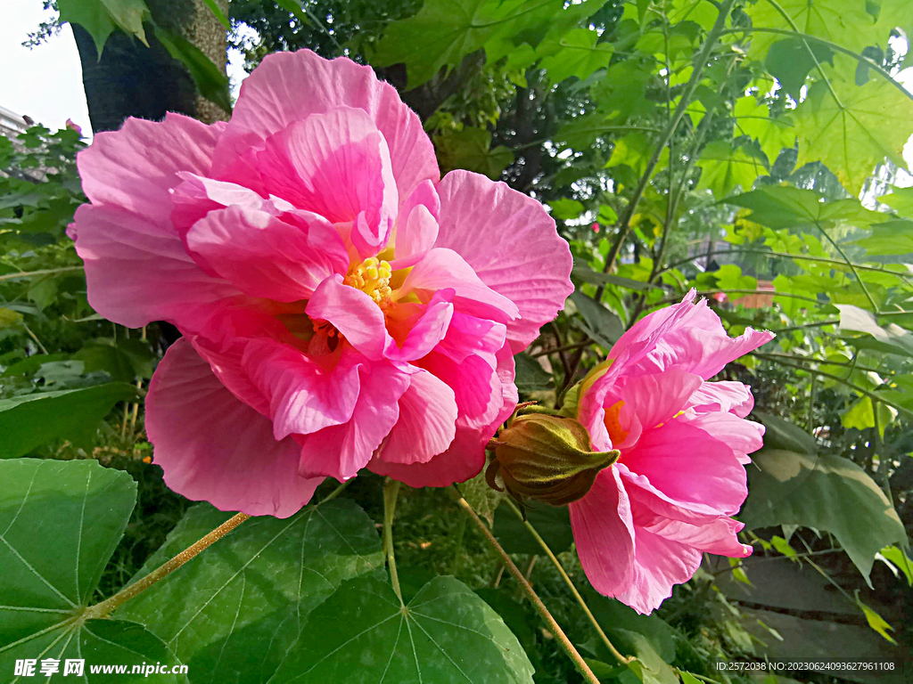 芙蓉花开