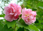 芙蓉花开