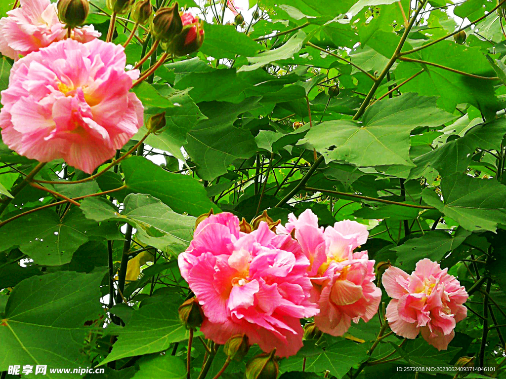 芙蓉花开