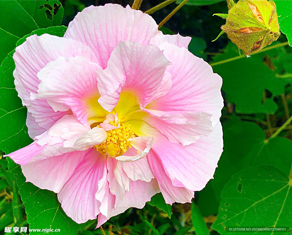 芙蓉花开