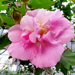 芙蓉花开