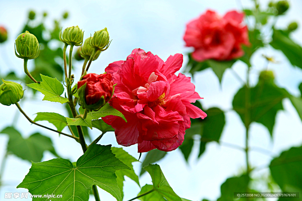 芙蓉花开