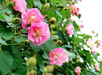 芙蓉花开
