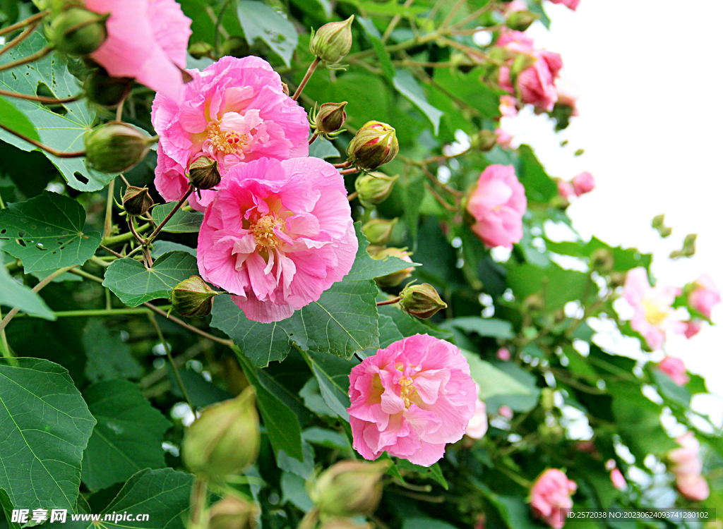 芙蓉花开