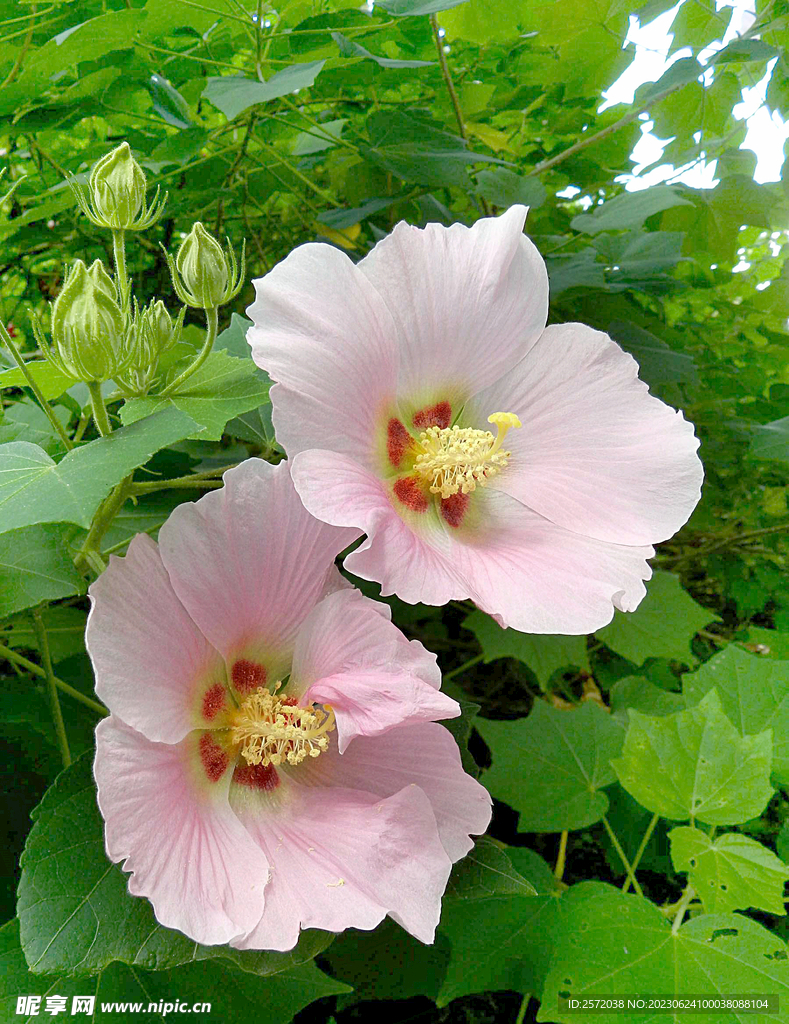 芙蓉花开