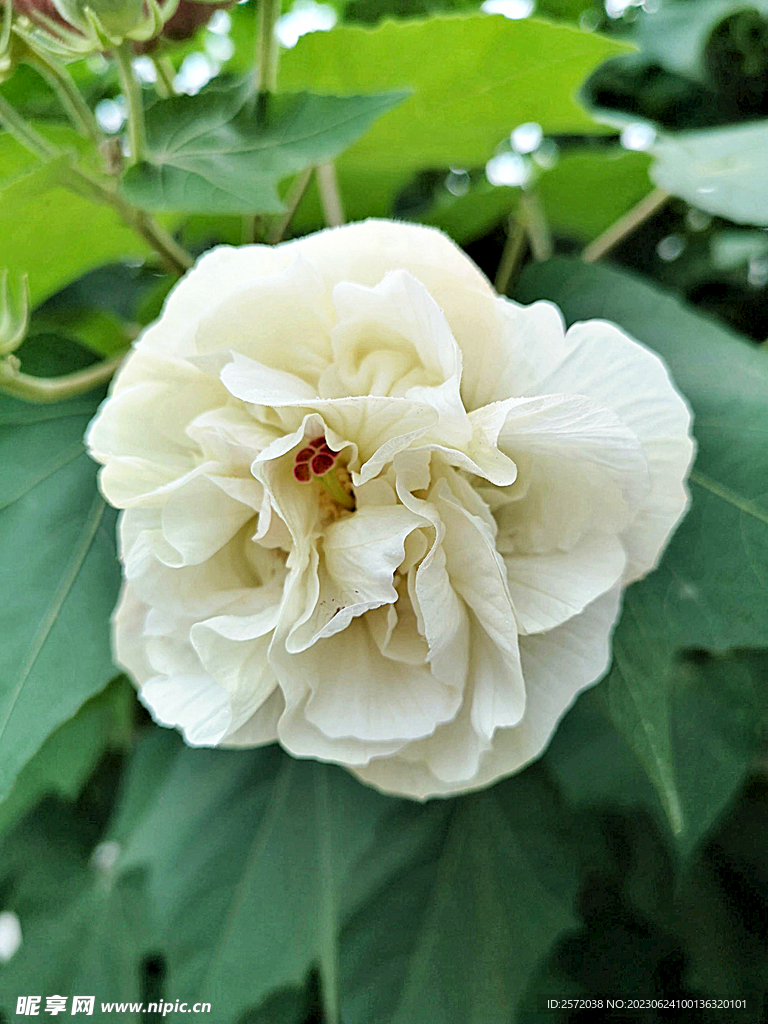 芙蓉花开