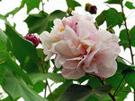 芙蓉花开