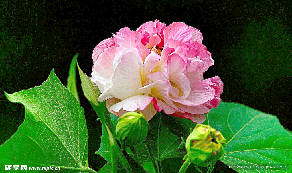 芙蓉花开