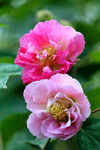 芙蓉花开