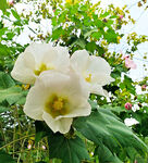 芙蓉花开