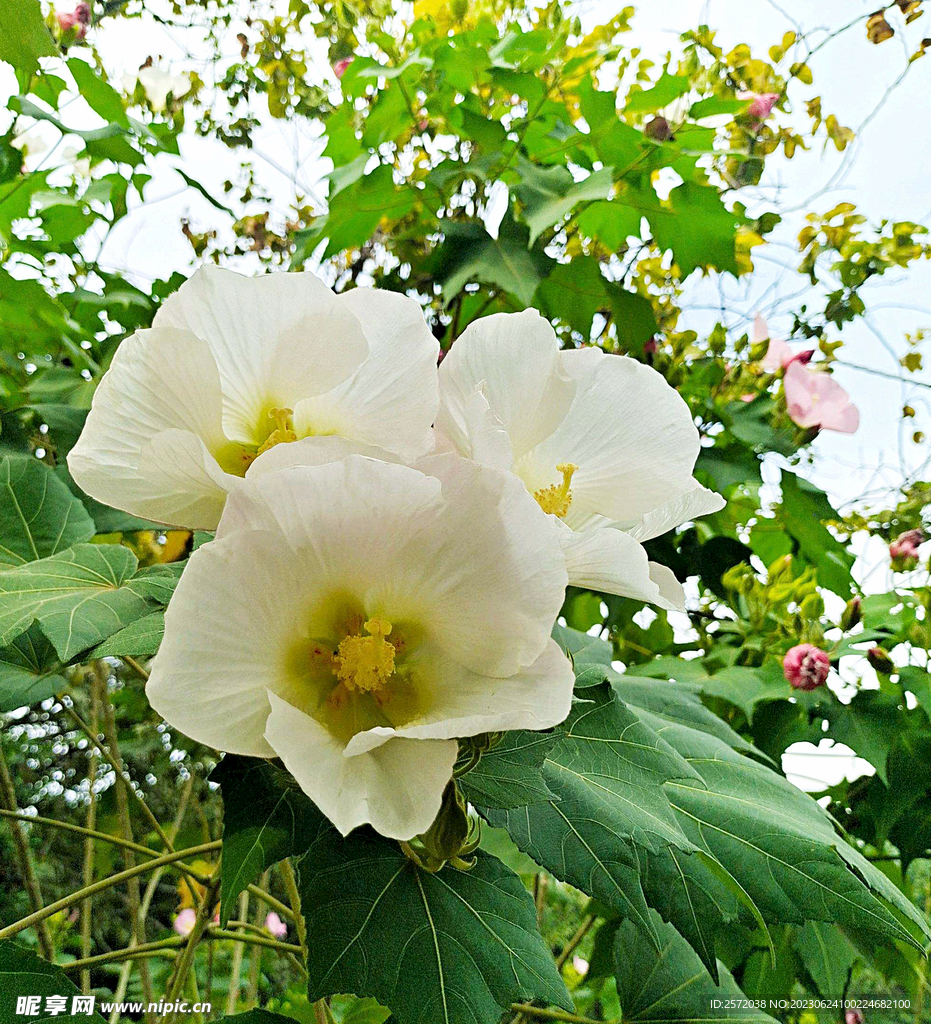 芙蓉花开