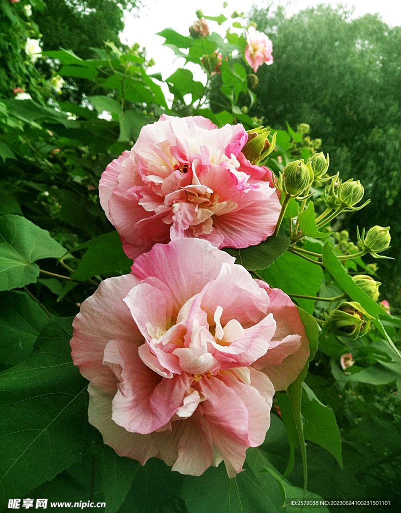 芙蓉花开