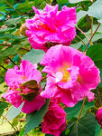 芙蓉花开