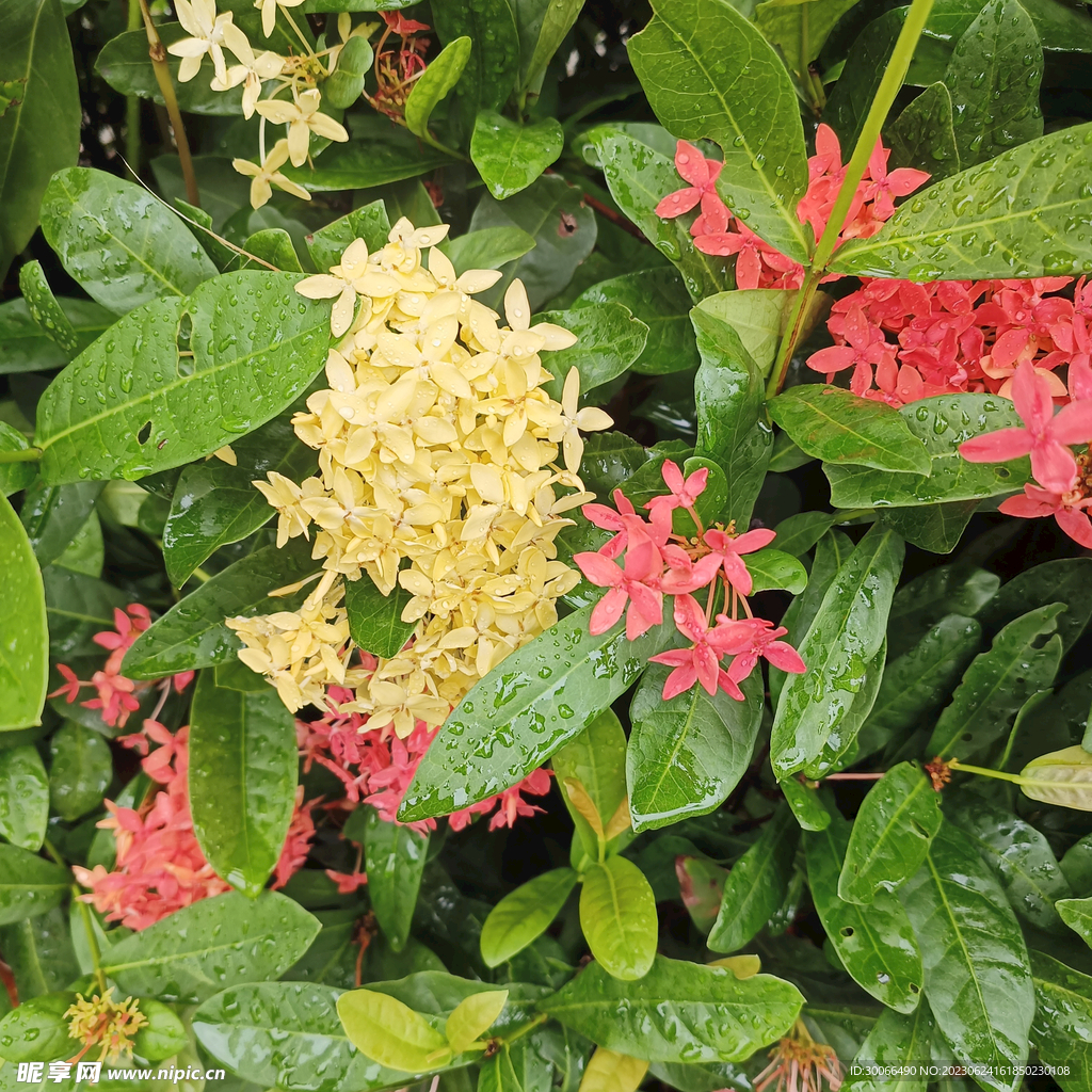 龙船花
